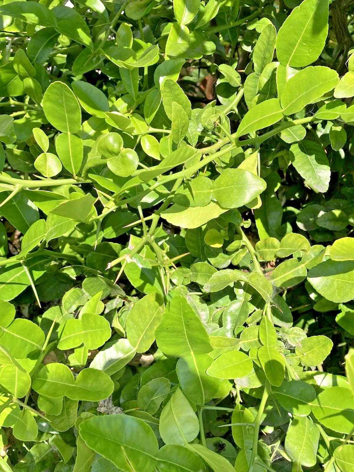 30g Dried Kaffir Lime Leaves 100% Natural Organic For Cooking And Bathing