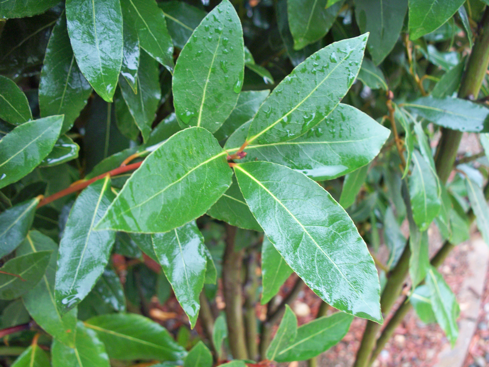 Organic Bay Leaves Leaf, Laurus Nobilis, Fresh Pick, 40 leaves, Fast Ship