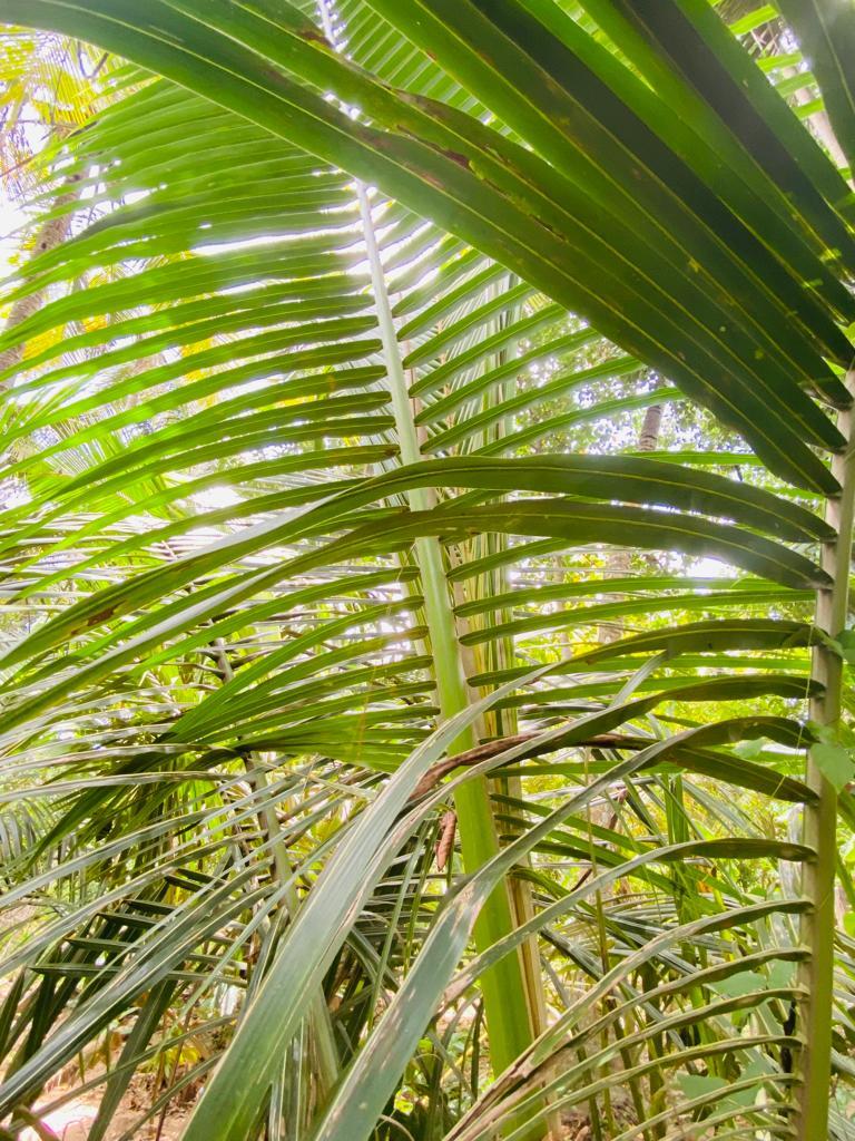 Coconut Leaves Dried Palm Organic Natural Cocos Leaf 100% Nucifera Ceylon 100%