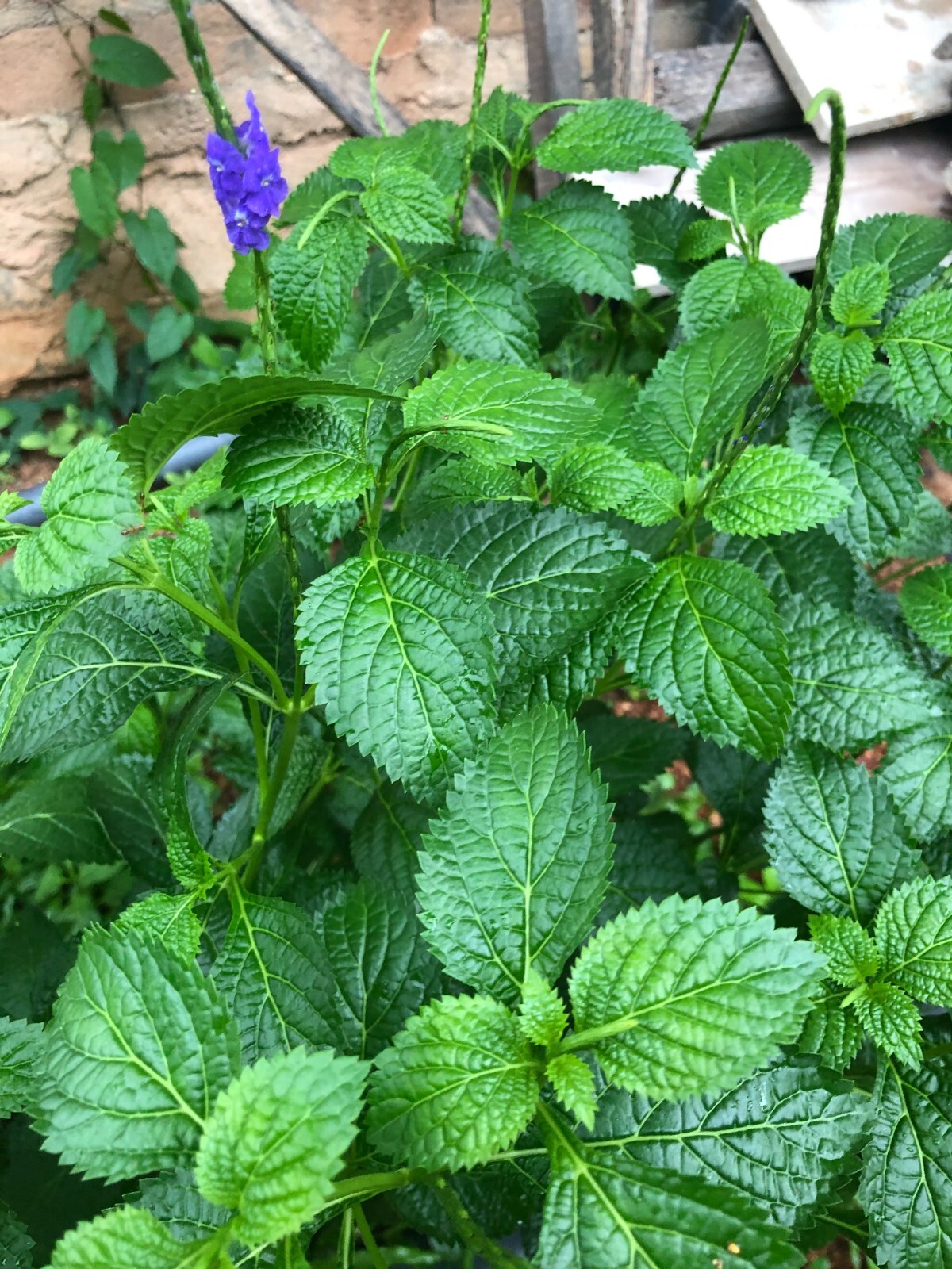 100% organic Wildcrafted Jamaican Blue Vervain Leaves Free Shipping No GMO