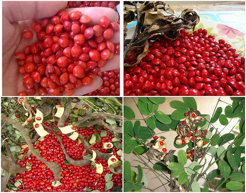 Red Sandalwood seeds (Lal Chandan) Tree Seeds, sandalwood red seeds