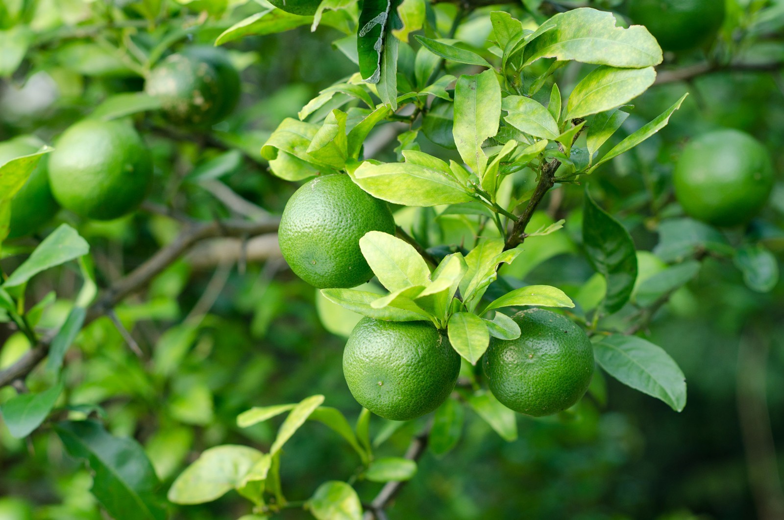 Green lime 10 seeds spice leaves fragrant freshly harvested Citrus AURANTIFOLIA