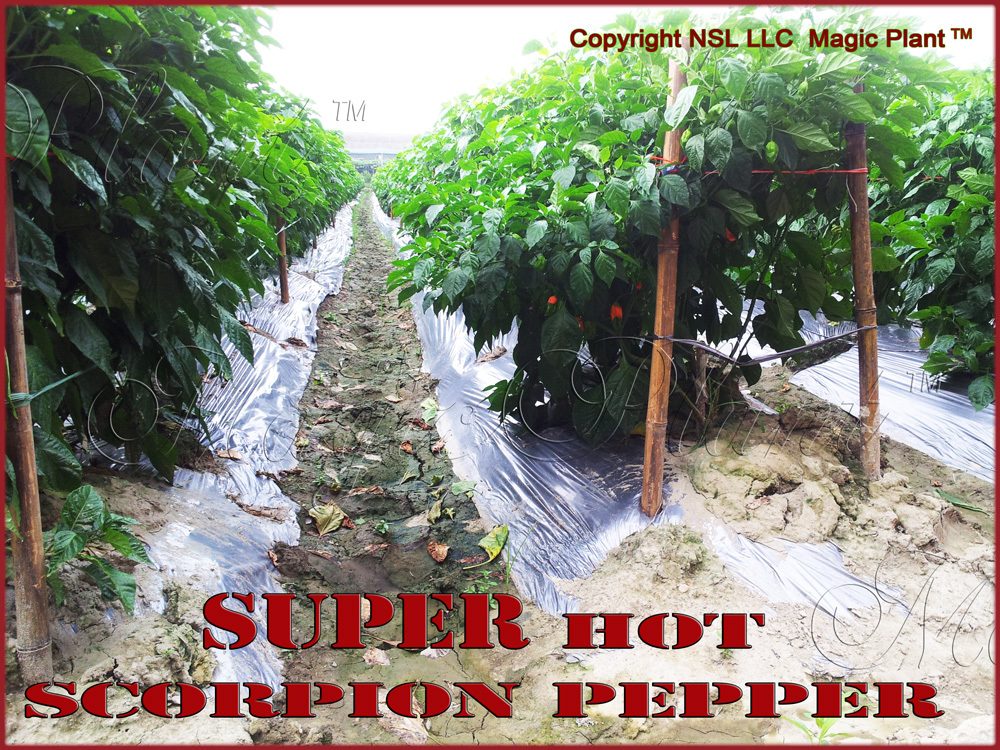 Scorpion Pepper Flakes 1kg (2.2lb) | Crushed Scorpion Butch T Peppers