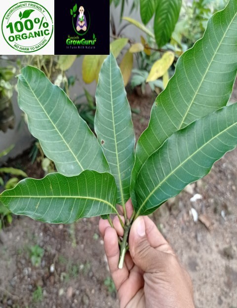 Ceylon Natural Quality Fresh Dried Mango(Aba) Leaves Mangifera Indica 50g to 1Kg