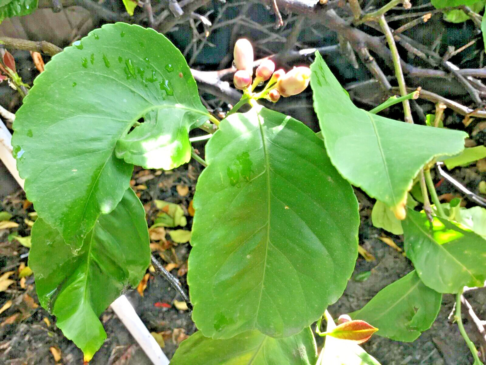 Fresh Organic Lemon Leaves Grown from CA