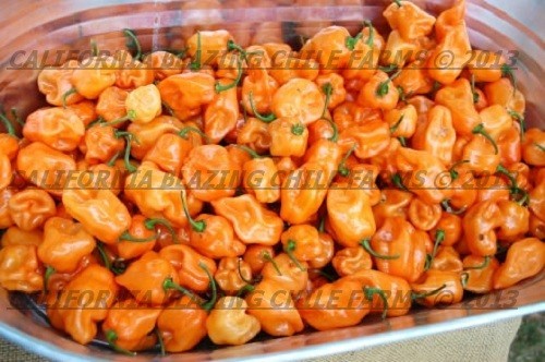 1 oz. Pure Habanero Powder and XXX-Hot! Orgaically grown and cultivated