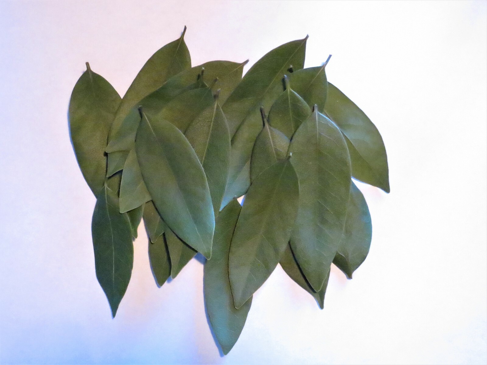 DRIED CALIFORNIA BAY LEAVES WILD HARVEST (40) LEAVES new batch NOVEMBER 2025