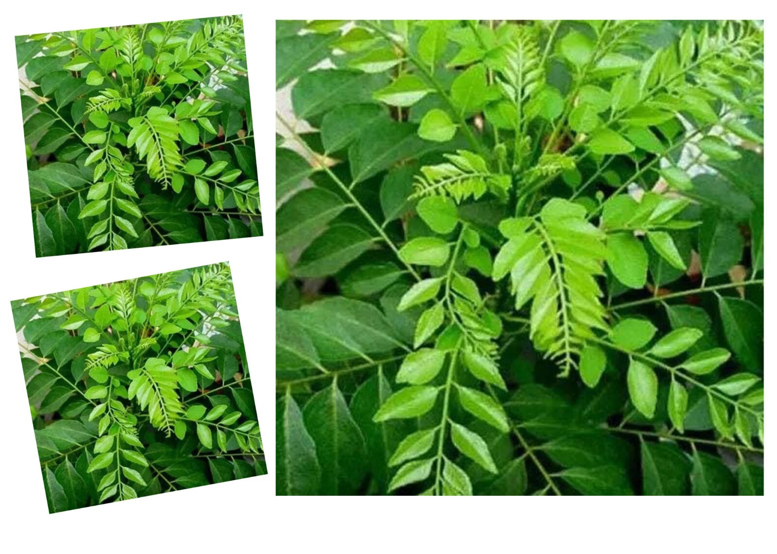 Fresh Organic Curry Leaves 100% natural Sri Lanka Product( 30g)( 50g,)