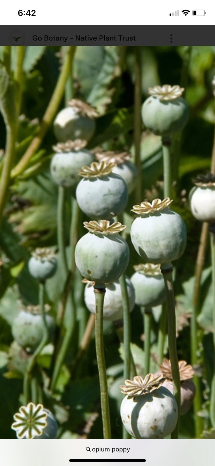 Untreated Whole Poppy Seeds Food Grade Culinary Pantry Ingredient Seed