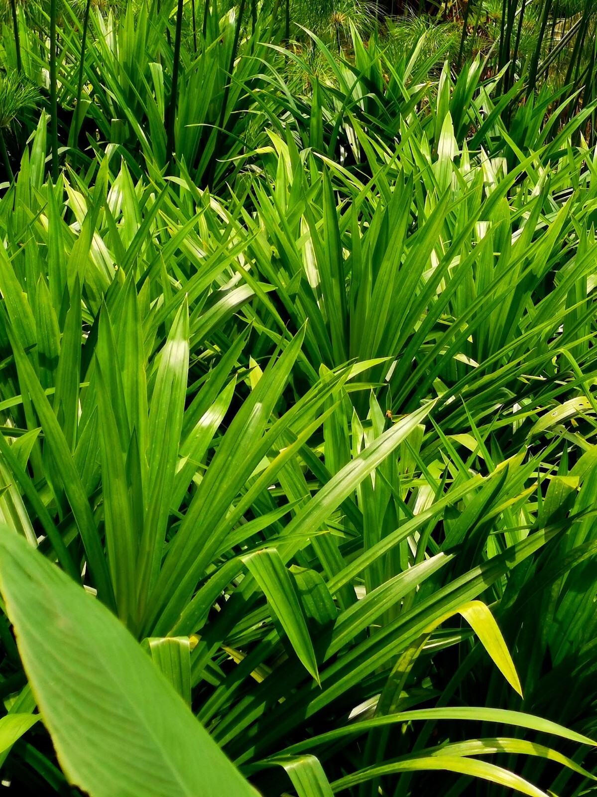Sun Dried Pandan Leaf Pure Natural Organic Rampe Pandanus Leaves Ceylon Herbal