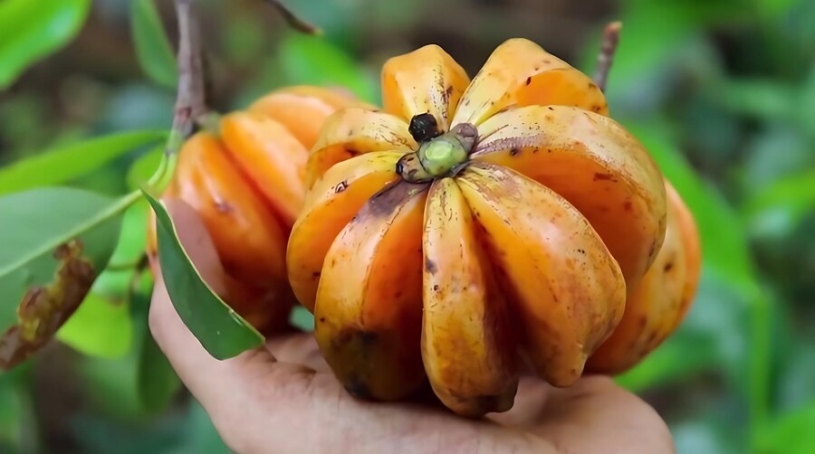 Garcinia quaesita Goraka Gamboge Ceylon Spice Dried Herb Non-GMO 3.5-26.5oz