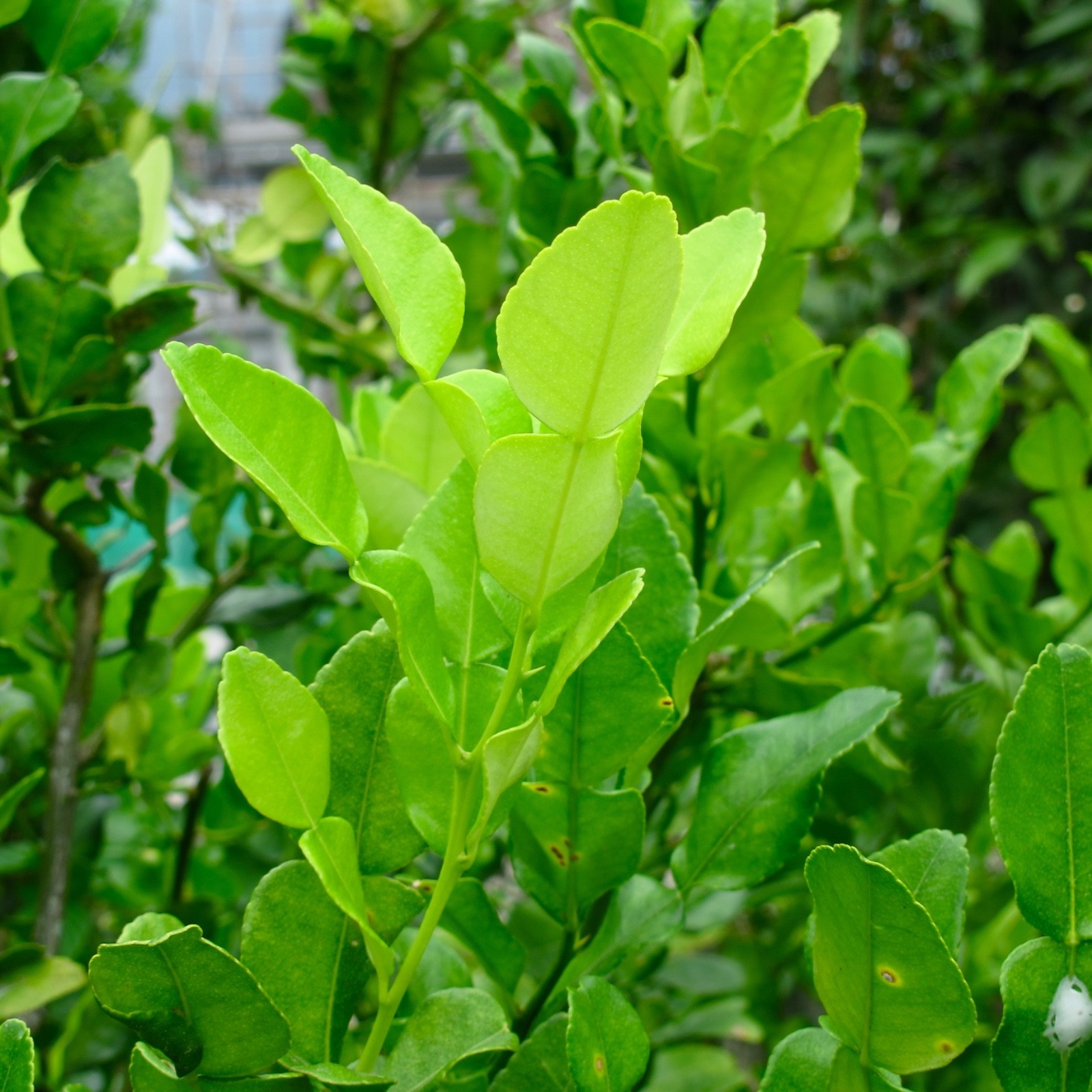 Fresh Kaffir Lime Leaves 2 oz Thai Makrut Lime Leaves ใบมะกรูด California Grown
