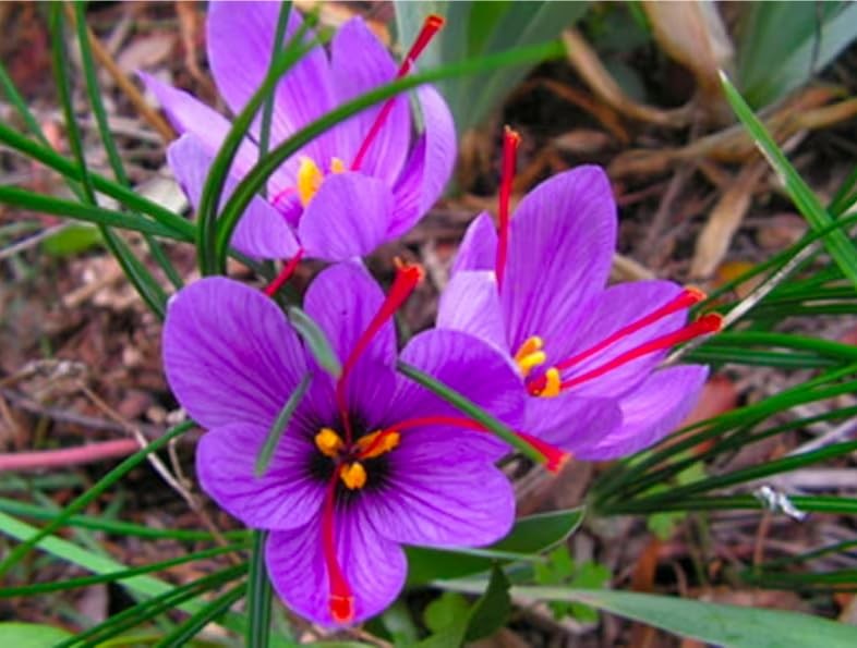 100 Saffron Crocus Sativus Corms – Premium Bulbs for Planting, Purple
