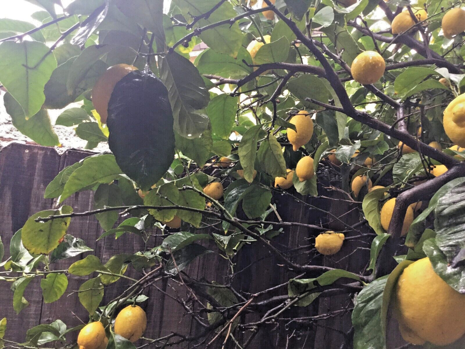 Fresh Organic Lemon Leaves Grown from CA