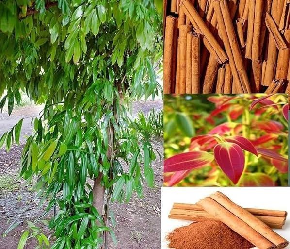 100% Pure Organic Ceylon Cinnamon Powder | Fresh Sri Lankan Premium product