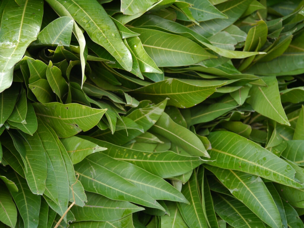Natural ORGANIC Dried MANGO leaves For Tea Pure 100% Quality Fresh Healthy Leaf