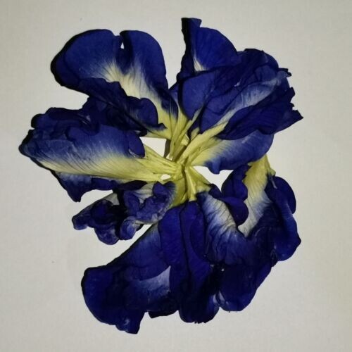 Pea Butterfly Blue Dried Tea Organic Flower Herbal Pure Natural Drink Flowers