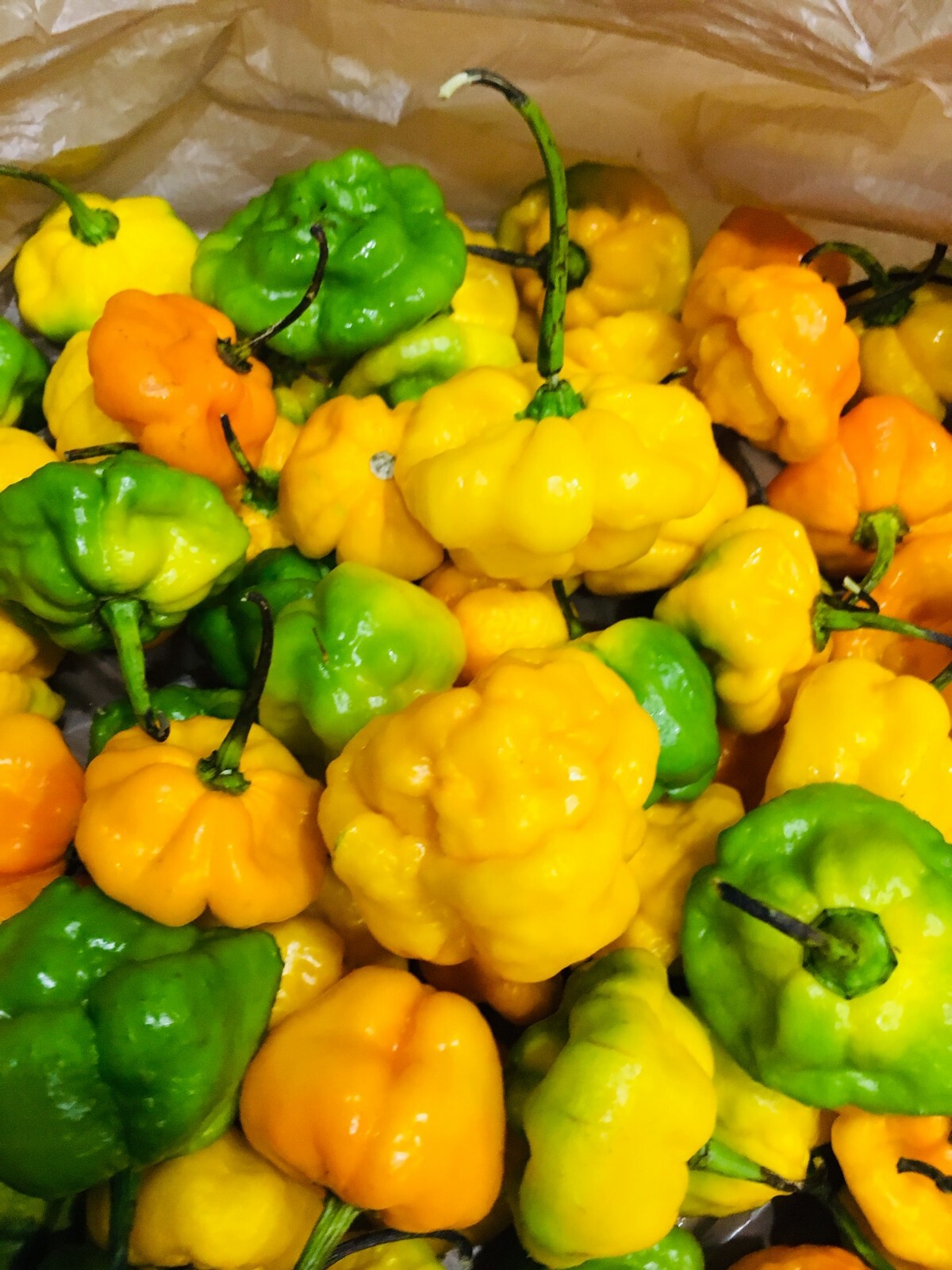 Scotch Bonnet Peppers – Fresh Whole Pods – Yellow/Green – Free Shipping SFRB