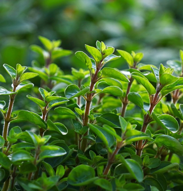 Marjoram Leaf Organic, Mountain Rose Herbs. 0.25 oz
