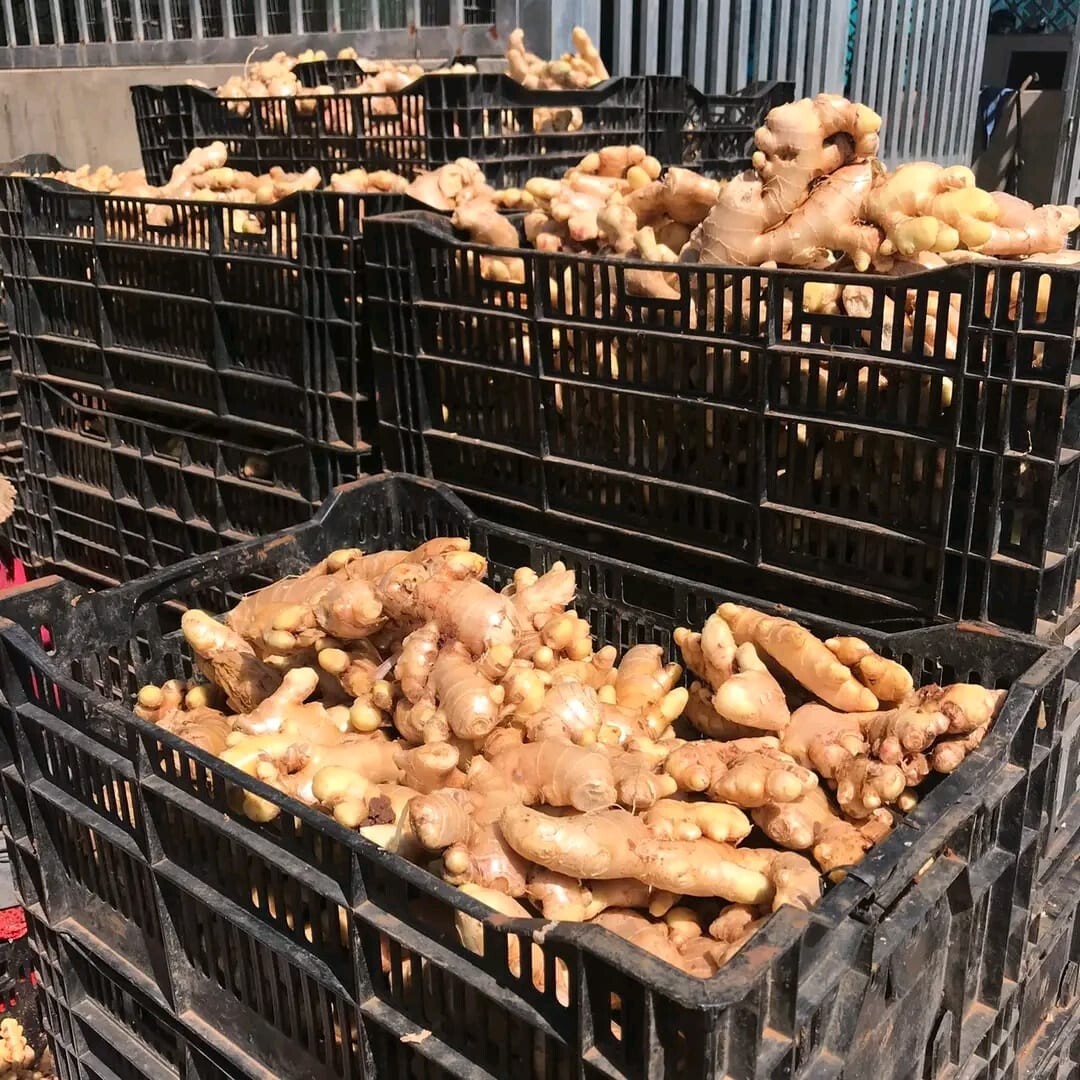 Dried Ginger root Slices Jiang jengibre zenzero Tea Ceylon Organic Free shipping