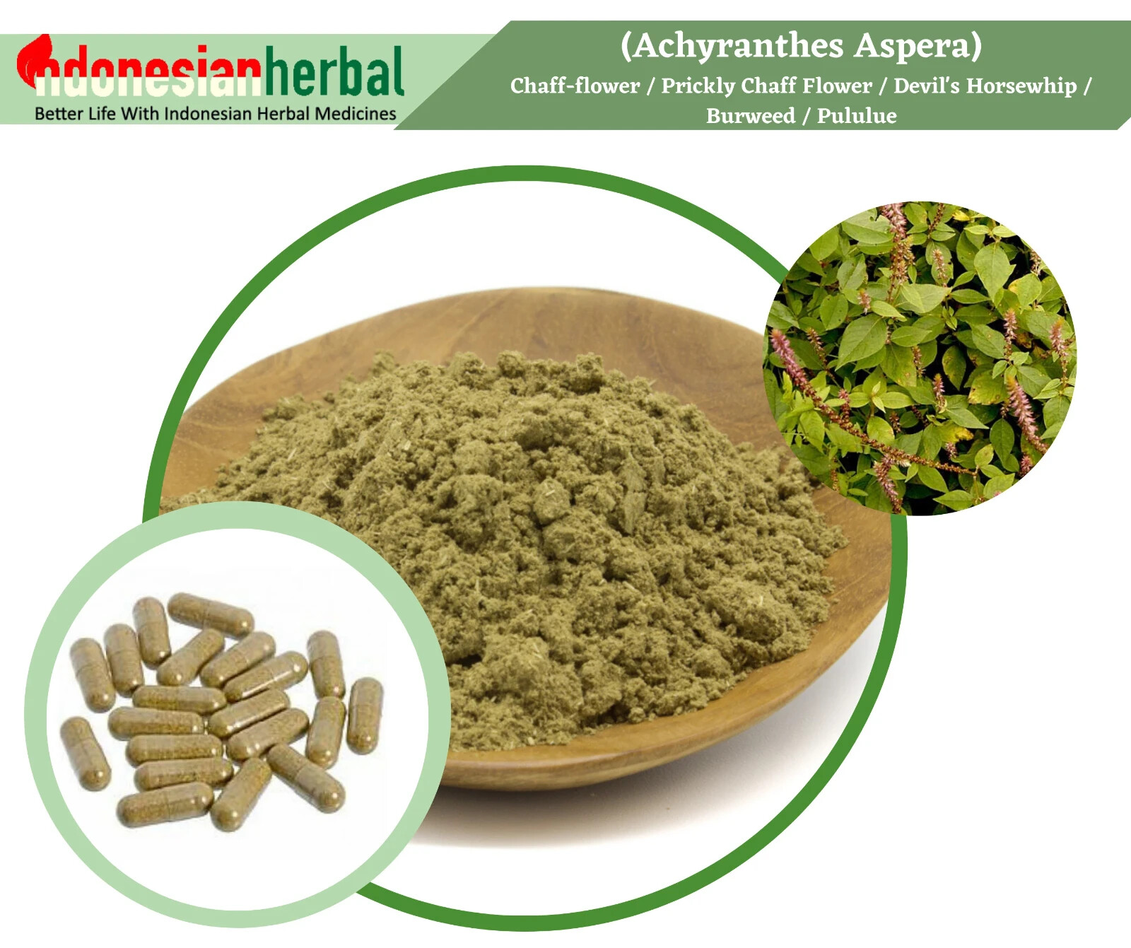 Capsule Of Chaff-flower Flower Devil’s Horsewhip Pululue (Achyranthes Aspera)