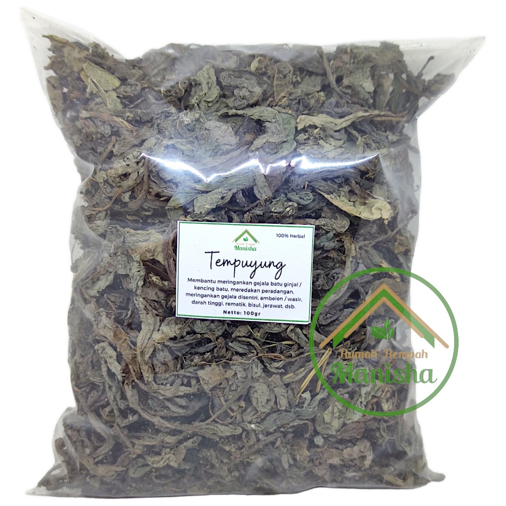 Tempuyung Dried Leaves 100g Indonesian Traditional Herbal Leaf