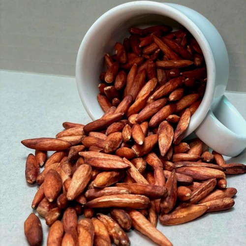 Dry Terminalia Catappa Viable Fruit Seed Nut Indian Almond ceylon almond