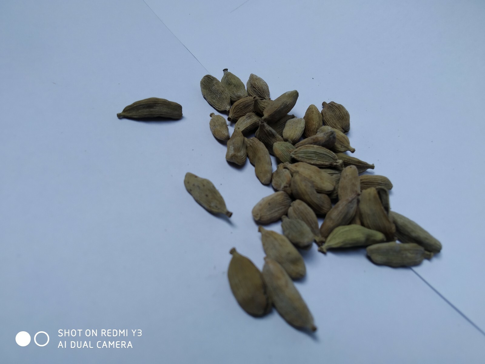 Pure Ceylon Cardamom Pods Spice whole 100% Organic Free shipping Quality Natural