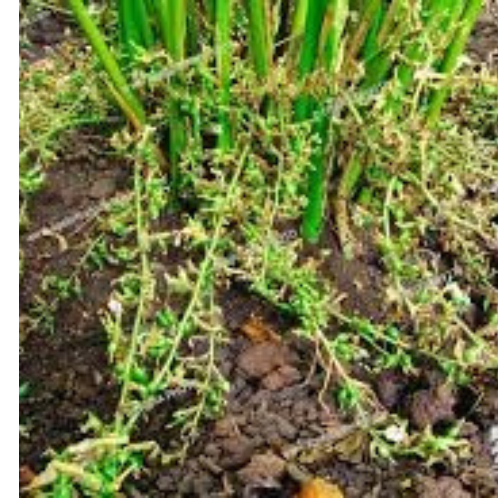 Organic Cardamom seeds pods Pure Natural Ceylon spices premium quality grade A