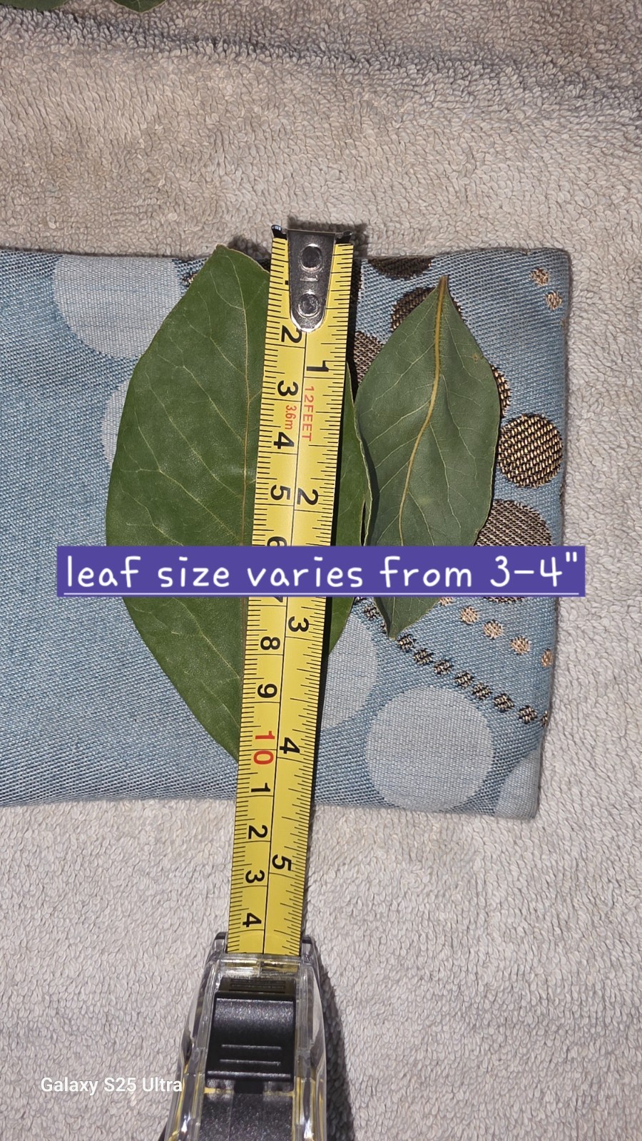 Organic Dried Bay Leaves 2oz – Homegrown Californian Premium Laurel Whole Leaf