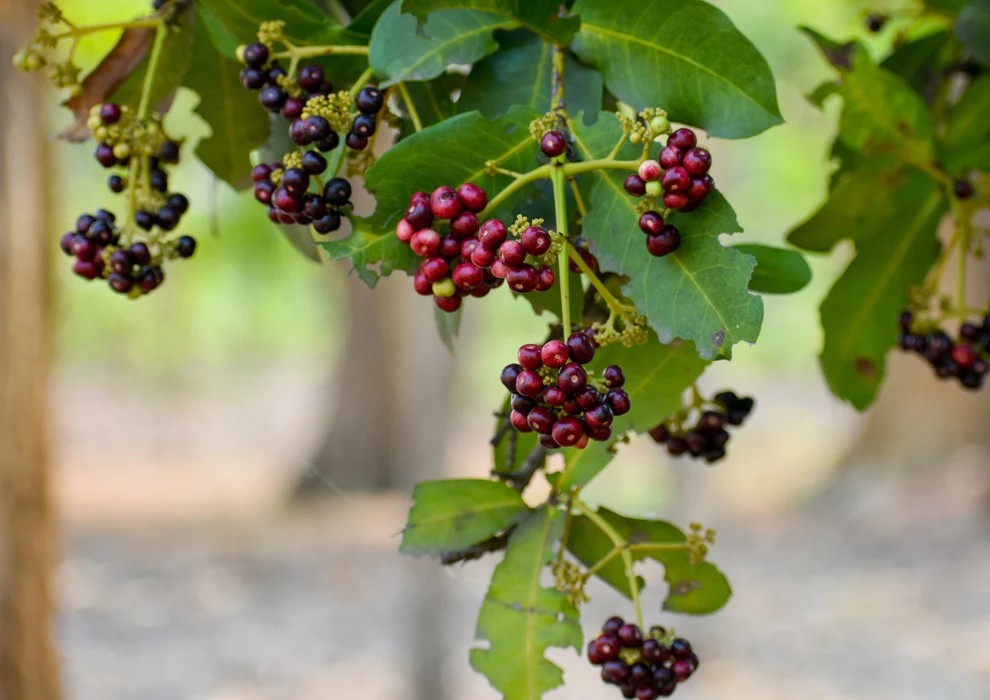 Whole Allspice Berries – Kosher, Raw, Vegan – by Food To Live