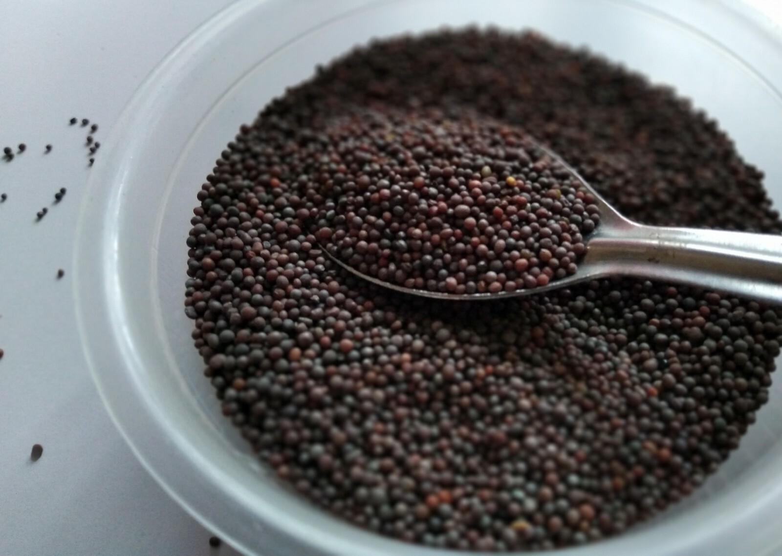 Pure Organic Black Mustard Seeds Natural Spice Ceylon High Quality 100g