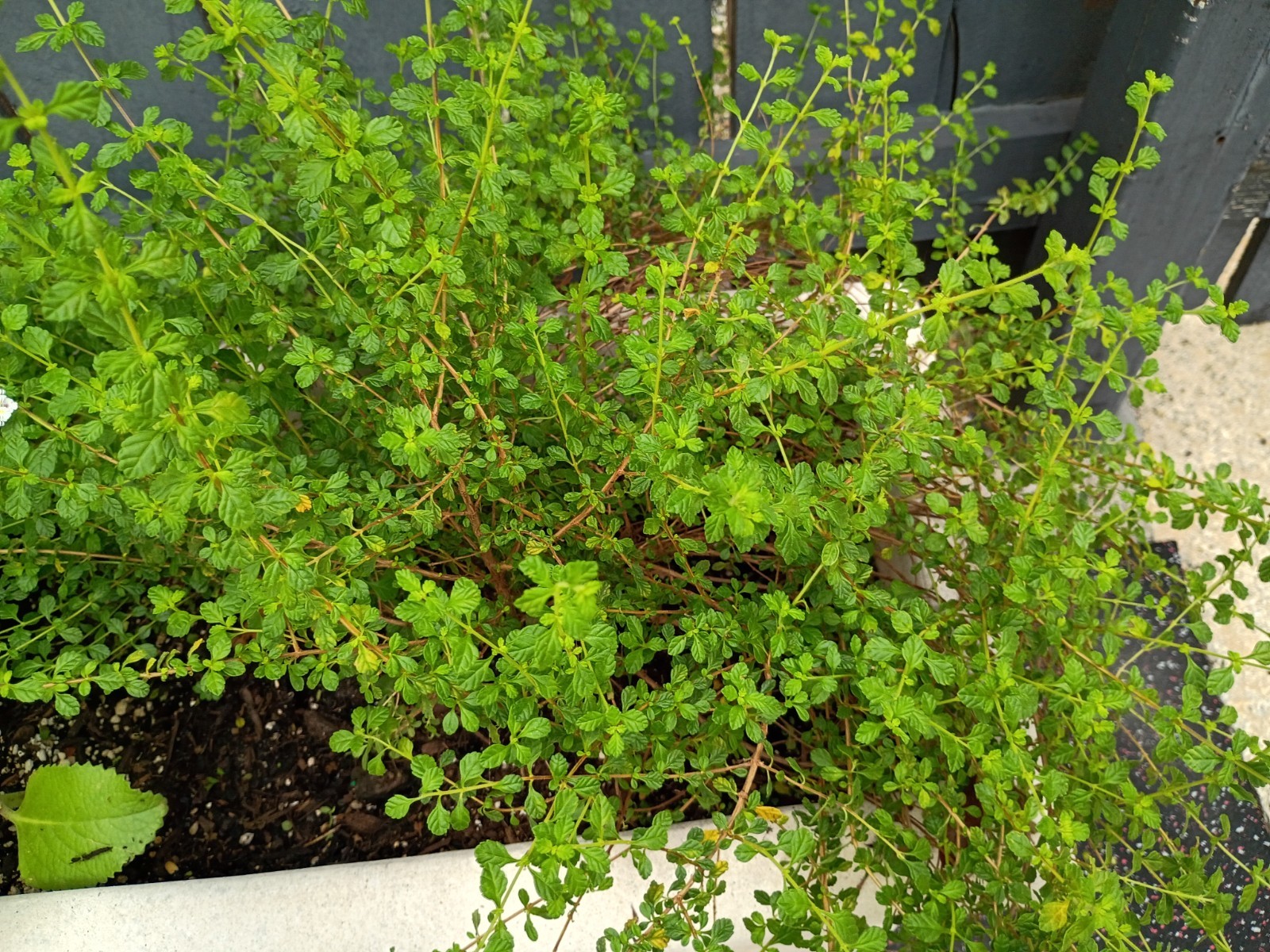 Fresh Organic Creeping Thyme Edible Herb Plant