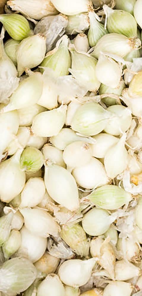 200 White Onion Starter Sets – Grow Green Table & Large Dry Onions