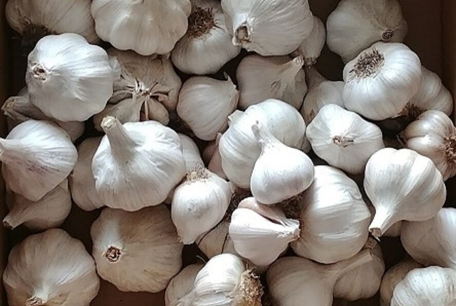 Whole Fresh Garlic Premium Quality~NON CHINA~Bulk Lots 1 3 5 10 20+ LBS PANTRY