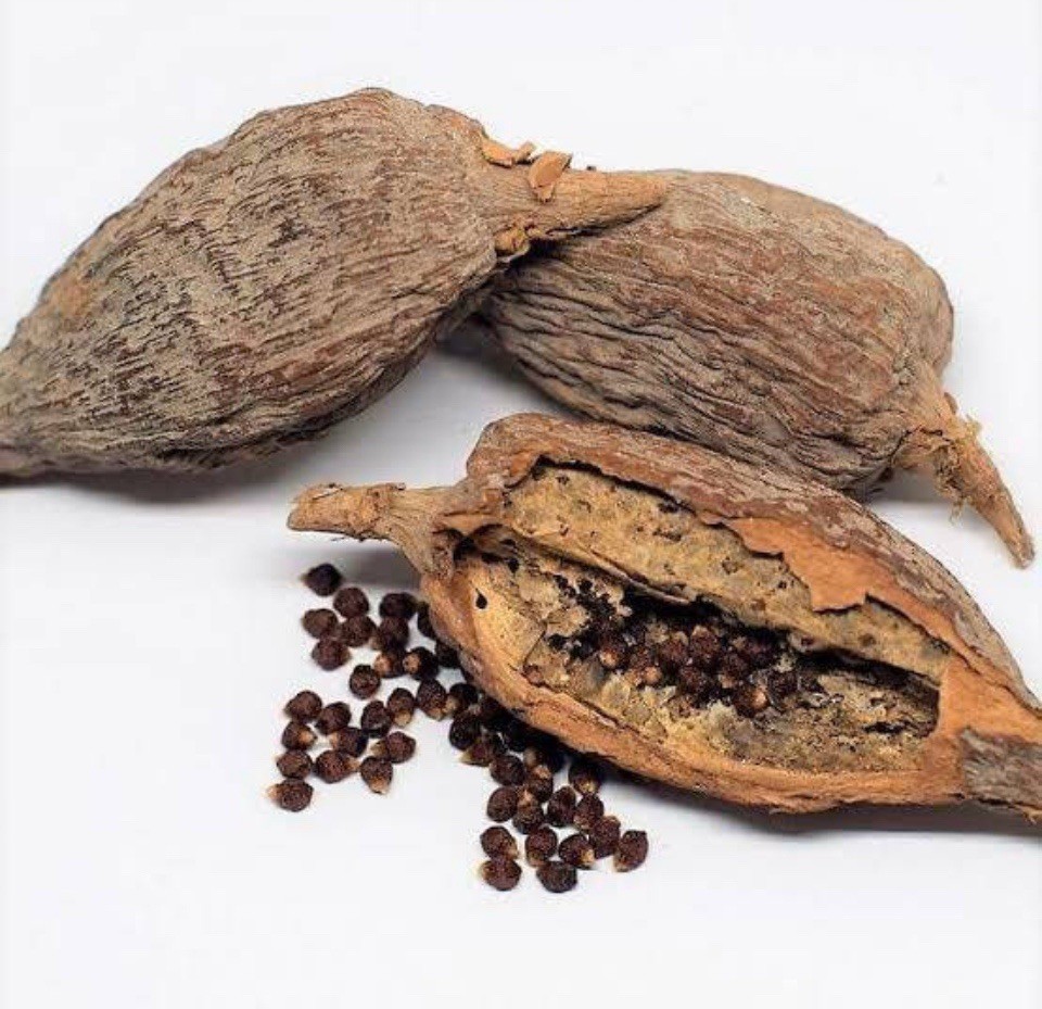 Alligator Pepper mbongo spice hepper Pepper 5 Pod