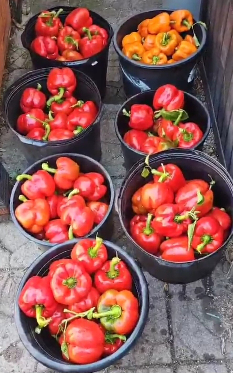 Red Bell Peppers Roasted Dehydrated 80gr bag