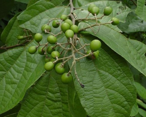 Microcos paniculata Kohu Kirilla Leaves Indigestion Organic Herbs 3.5-26.5oz
