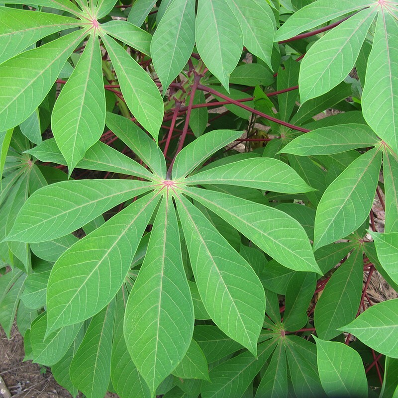 ORGANIC 100% DRIED MANIOC CASSAVA LEAVES Ceylon Natural Fresh Best Quality 30+