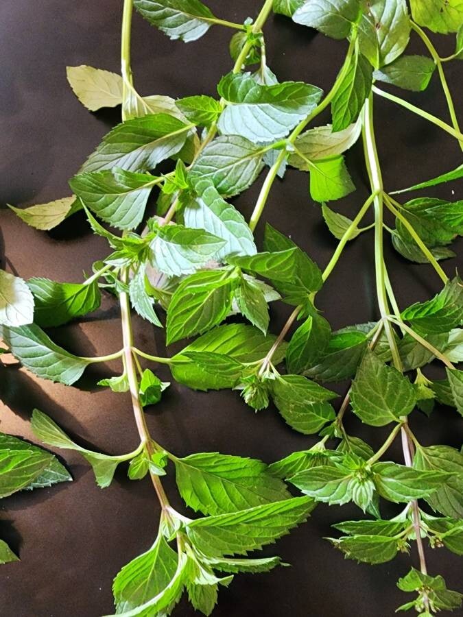 Fresh Peppermint Leaves from my herb garden