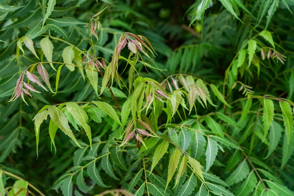 Premium Dried Neem Leaves – Natural Herbal Remedy & Aromatic Flavor – 100% Pure
