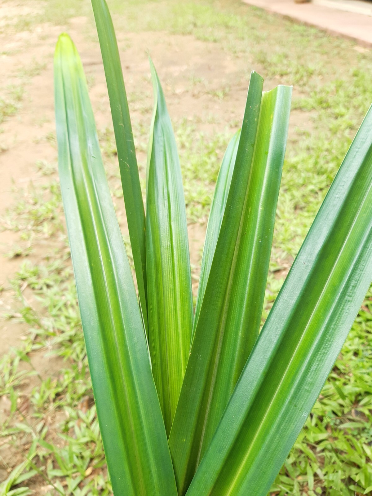 High Quality Organic Dried Dehydration Pandan Leaves
