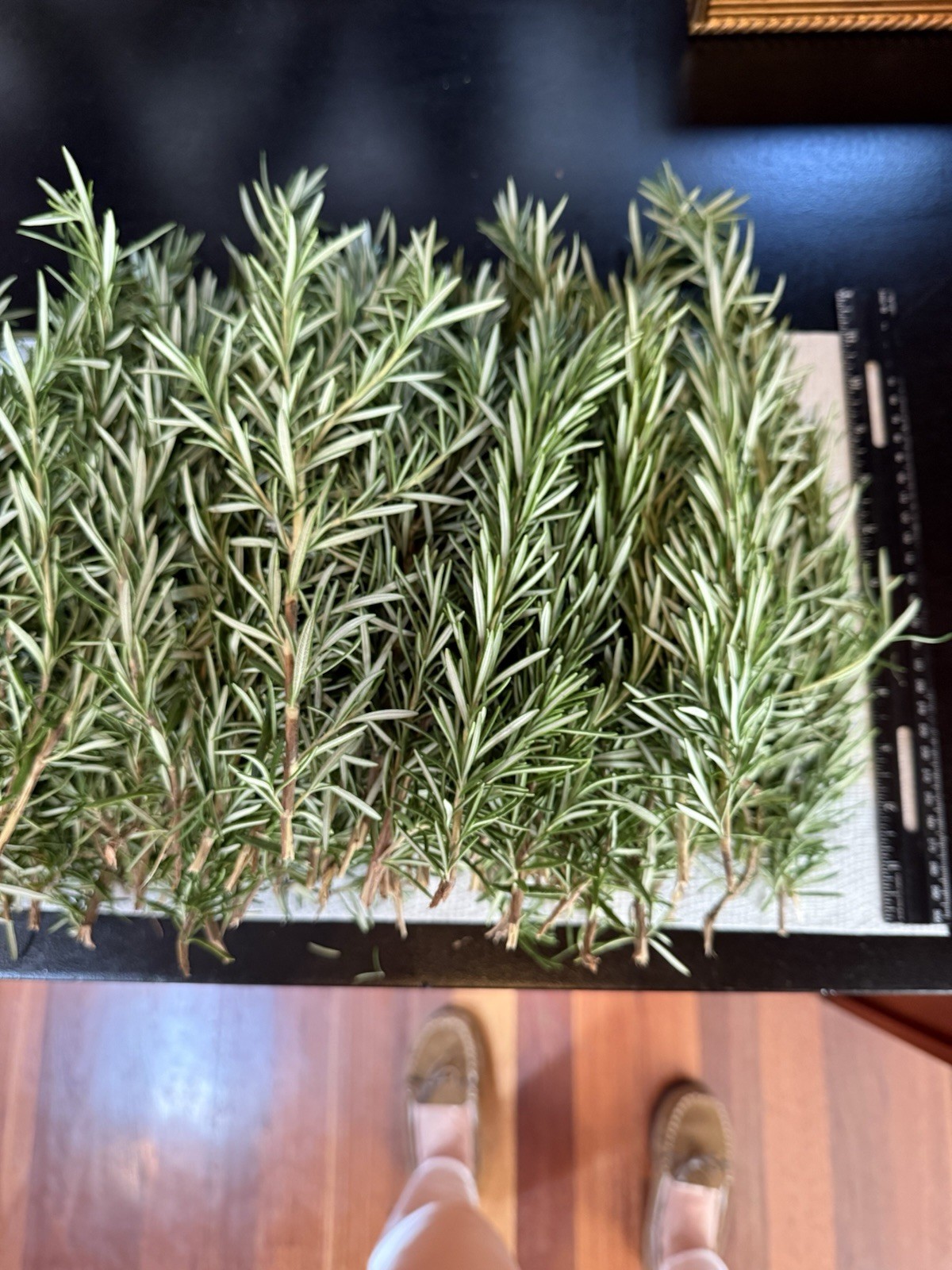 100 Stems Fresh Organic Rosemary, 100 Cuts Fresh To Order For $90.00,USA