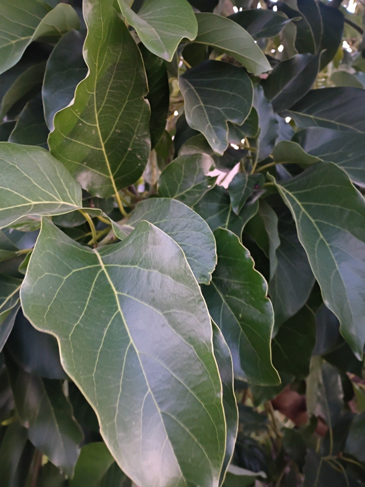 Organic fresh AVOCADO LEAVES | Pure Natural Leaf Hojas De Aguacate – 100 Leaves