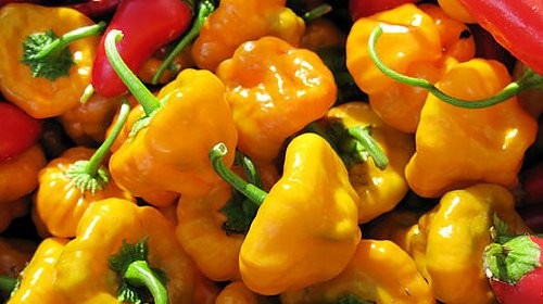 30 Yellow Scotch Bonnet Jamaican Hot Pepper Seeds Heirloom Non-GMO