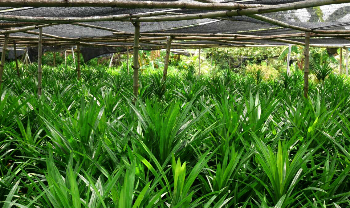 Pure Organic 100% Pandan / Rampe Sun Dried leaves Pandanus Amaryllifolius