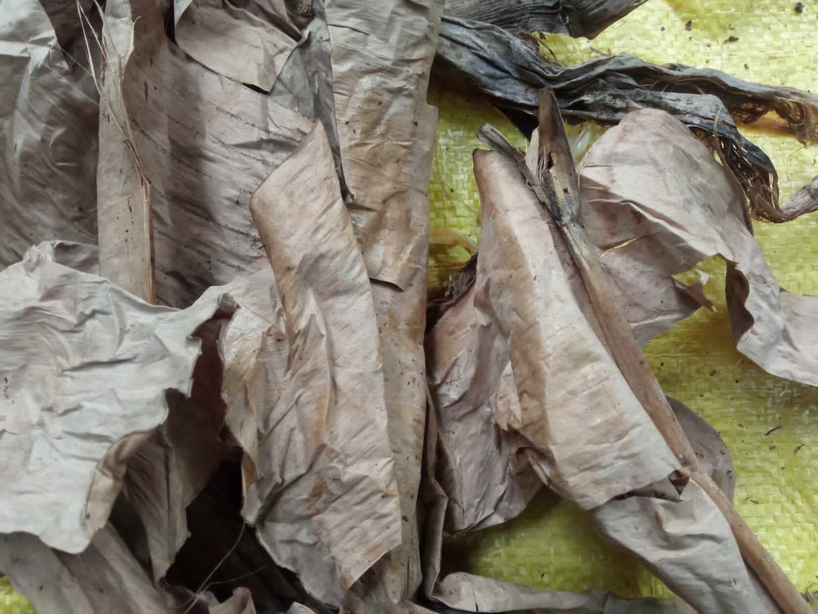 Dried Banana 100 Pieces Pet Supplies Fish Aquarium Shrimp Cleaning Organic eco