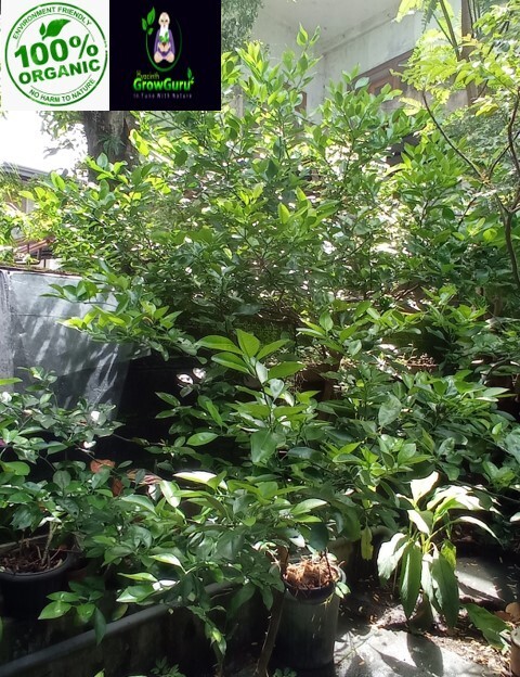 Ceylon Natural Quality Fresh Dried Lime(Lemon) Leaves 50g-1Kg Pure Organic 100%