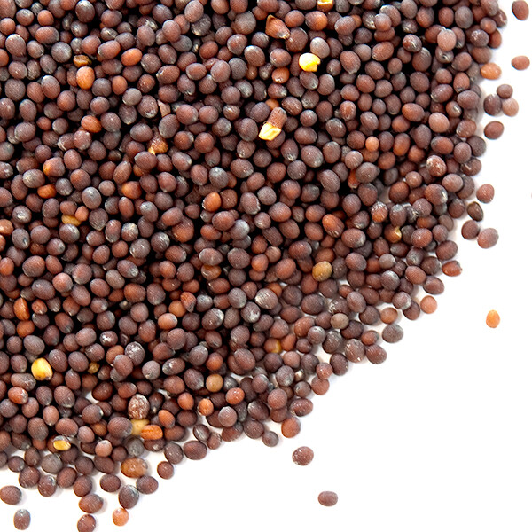 Brown Mustard Seed – 16 oz.