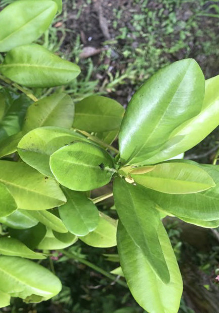 Allspice Leaves Organic 100g Whole Pimento Leaves Bay Leaf Alternative Florida